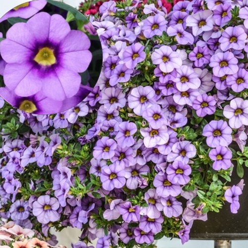 Calibrachoa 'Aloha Kona Tiki Blue Sky' - Puispetuunia 'Aloha Kona Tiki Blue Sky' P9/0,55L